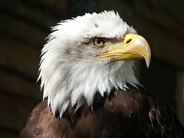 bald eagle breeding areas 1